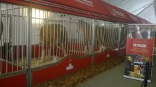Special Truck Washing For Budweiser's Clydesdales - Video 04