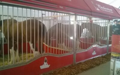 Special Truck Washing For Budweiser’s Clydesdales